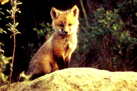 Red fox (Vulpes vulpes). photo