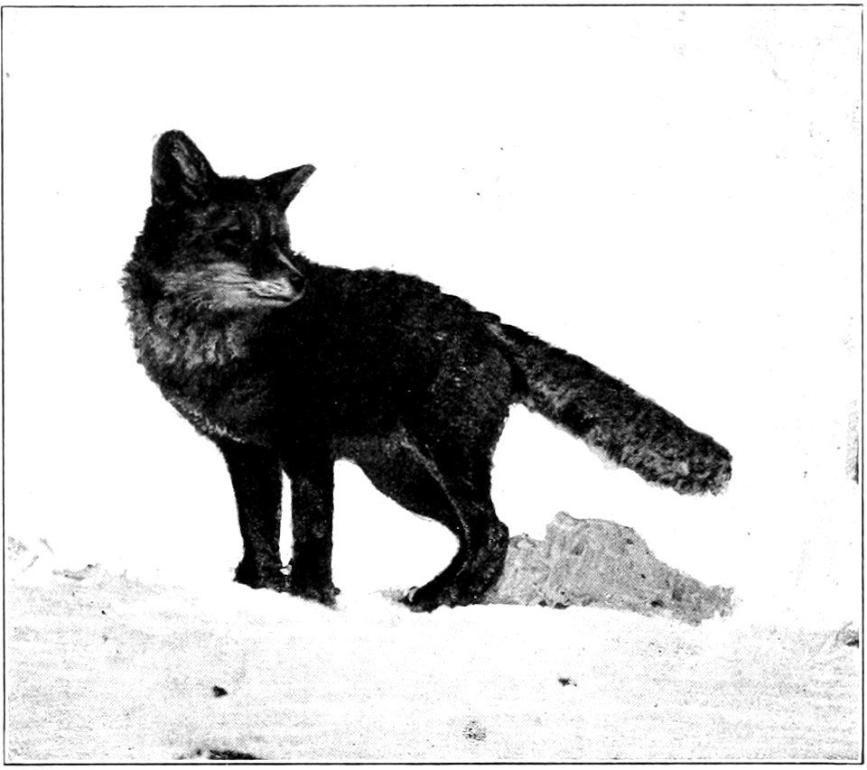 Fig. 68.—Red Fox (Vulpes fulvus).