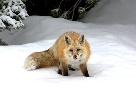 A Cascade Red Fox active during Paradise's long winter. Photo by Kevin Bacher. photo