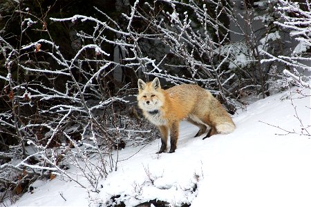 On my way down from Paradise in Mount Rainier National Park in January, I spotted this Cascade Red Fox along the side of the road in the snow and pulled off in the adjacent pullout to snap her picture photo