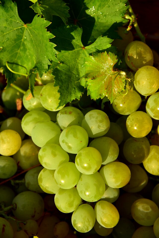 Sweet healthy vine