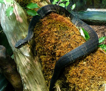 Cottonmouth (Agkistrodon piscivorus leucostoma)