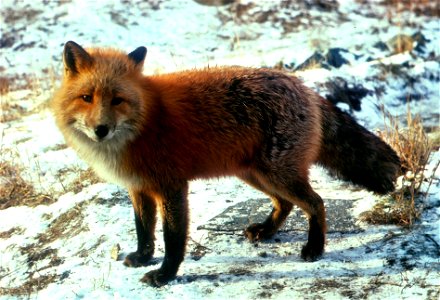 : Red Fox photo