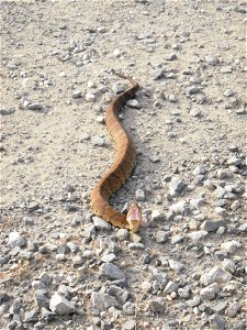Cottonmouth at Back Bay National Wildlife Refuge in Virginia.


Credit: USFWS