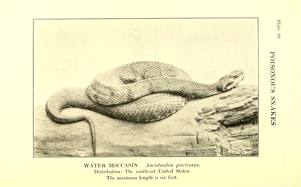Reptiles of the world : tortoises and turtles, crocodilians, lizards and snakes of the eastern and western hemispheres / by Raymond L. Ditmars.