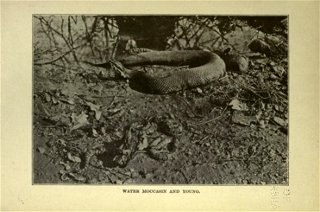 The American natural history; a foundation of useful knowledge of the higher animals of North America,