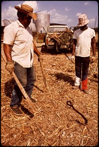 WORKMEN KILLING A WATER MOCCASIN