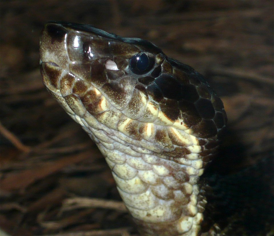 Cottonmouth (Agkistrodon piscivorus leucostoma)
