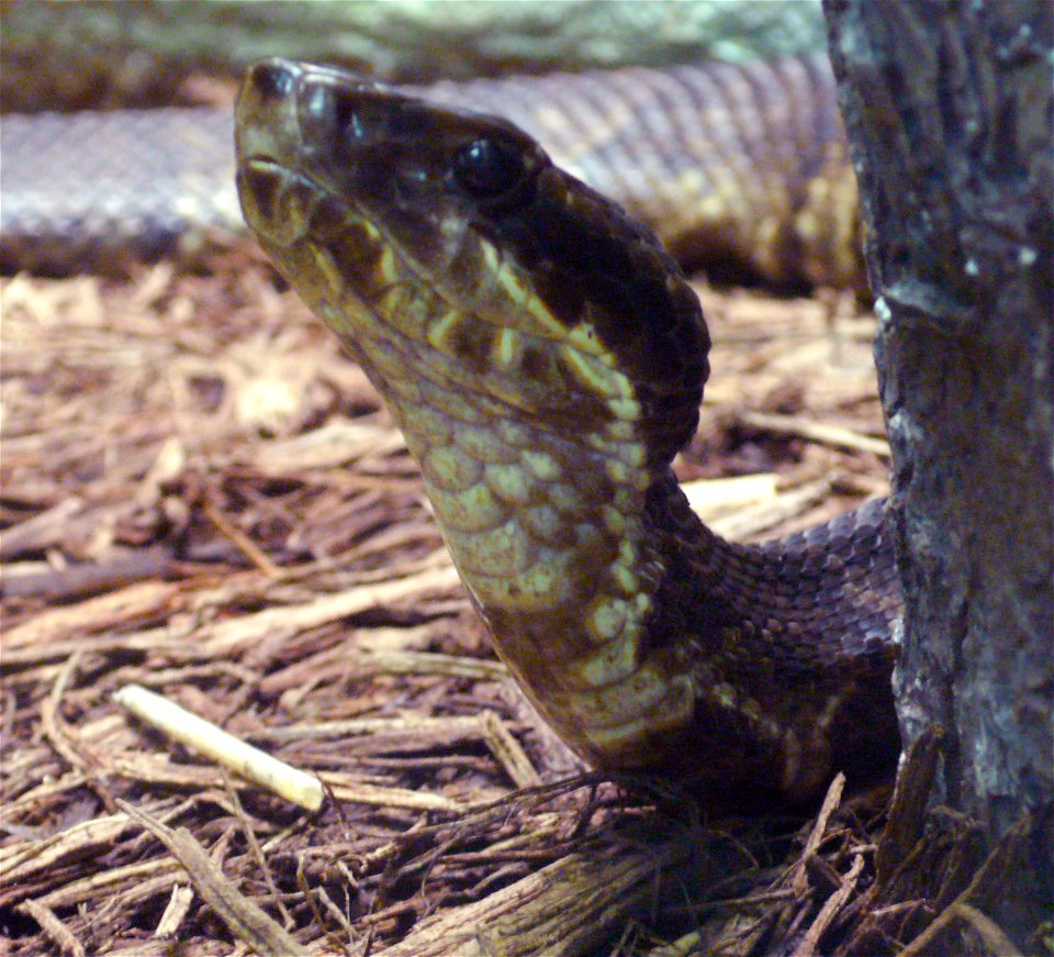 Cottonmouth (Agkistrodon piscivorus leucostoma)