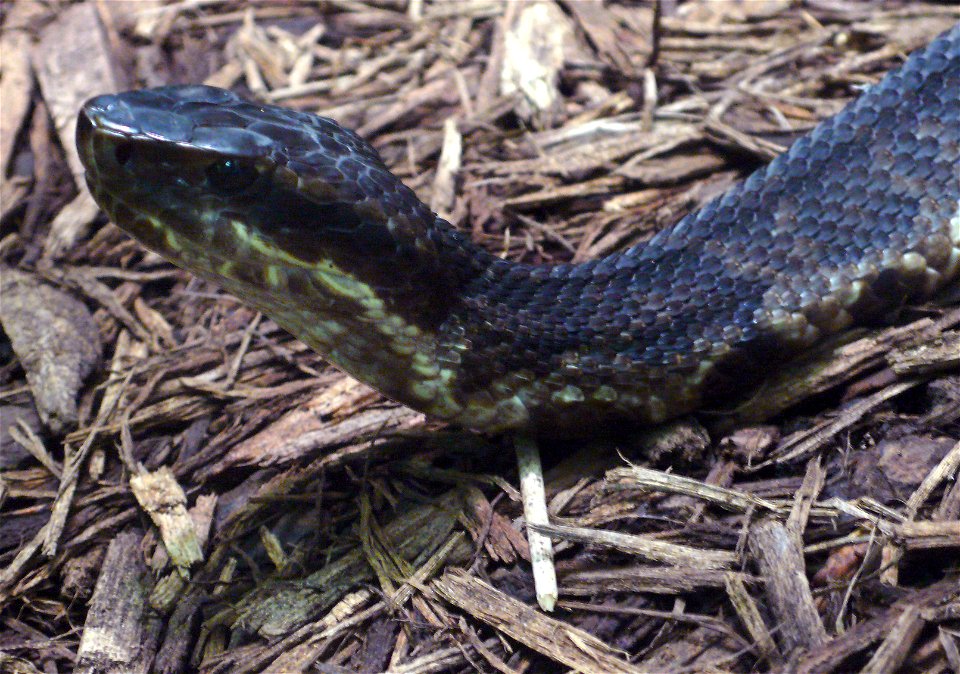 Cottonmouth (Agkistrodon piscivorus leucostoma)