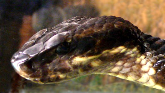 Cottonmouth (Agkistrodon piscivorus leucostoma)