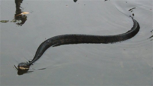 Captive Agkistrodon piscivorous conanti swimming in man-made pond.
Taken 5/12/2007 by Larry D. Fishel (lfishel)
ldfishel@yahoo.com

Public domain