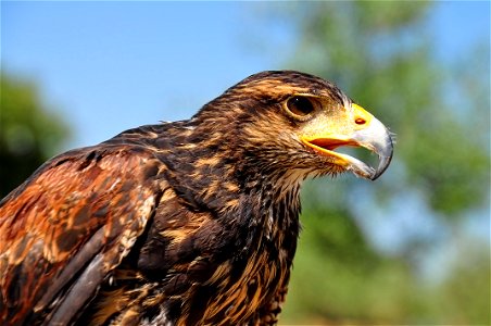 Aguila Real
