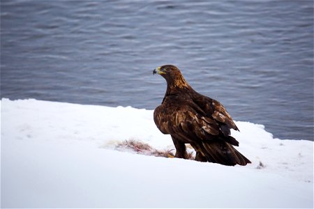 Golden eagle photo