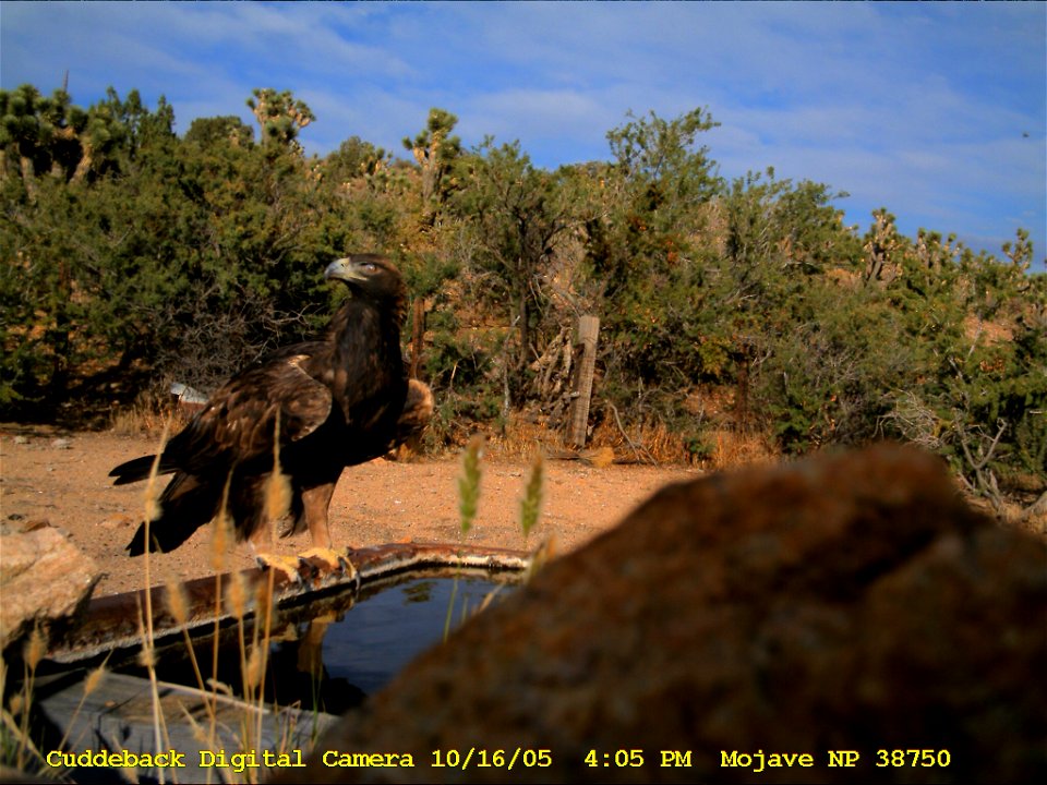 Golden eagle (Aquila chrysaetos), as captured by a camera trap in Mojave National Preserve, California, US