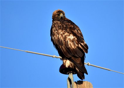 Photo: Tom Koerner/USFWS photo