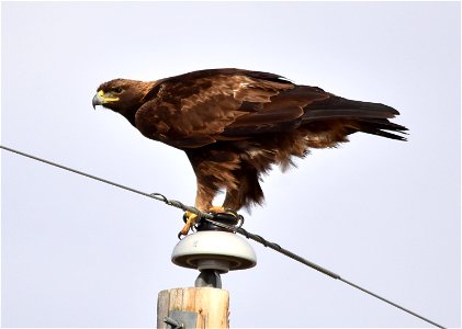 Photo: Tom Koerner/USFWS photo