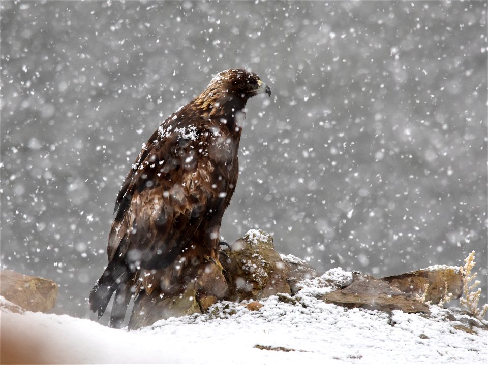 A golden eagle perched on a ledge above the Green River at Seedskadee NWR.  Its mate is incubating eggs in a nearby nest while it waits out a spring snow squall before resuming hunting.

Photo: Tom Ko