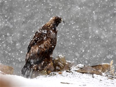 A golden eagle perched on a ledge above the Green River at Seedskadee NWR.  Its mate is incubating eggs in a nearby nest while it waits out a spring snow squall before resuming hunting.

Photo: Tom Ko