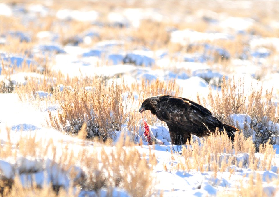 A golden eagle eating a white-tailed jackrabbit on Seedskadee NWR.

Photo: Tom Koerner/USFWS