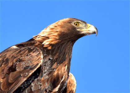 Photo: Tom Koerner/USFWS

<a href="https://www.facebook.com/Seedskadee/" rel="nofollow">www.facebook.com/Seedskadee/</a>