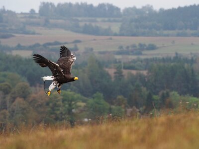 Eagle eastern flight wings photo