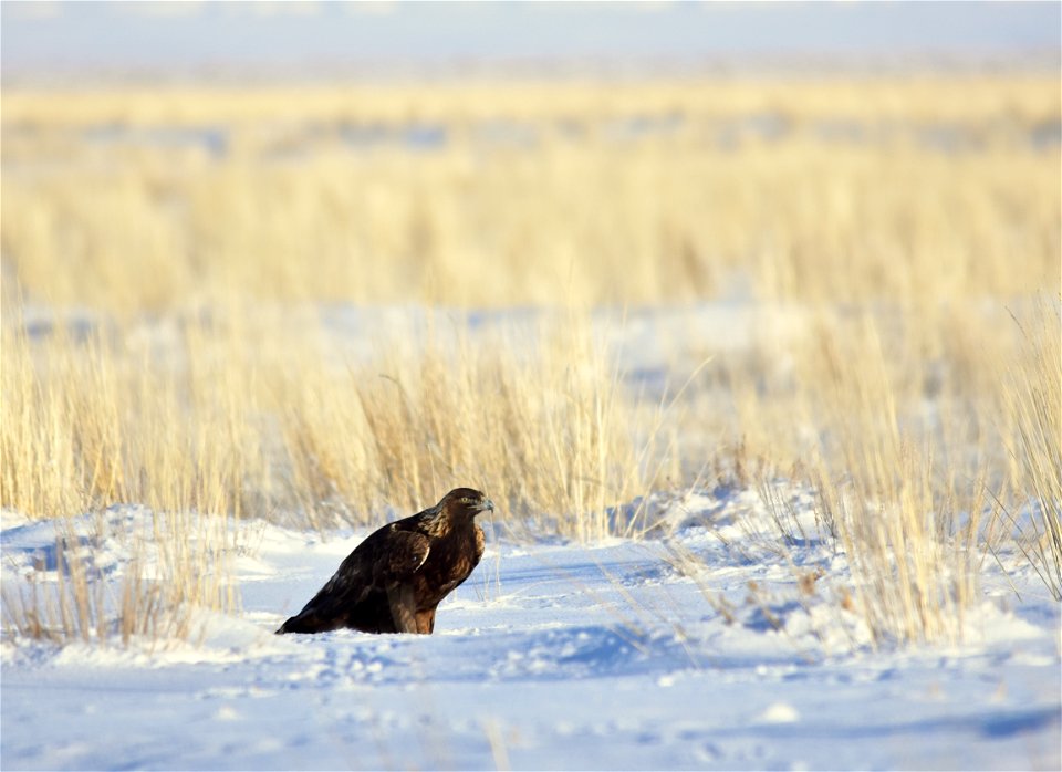 Photo: Tom Koerner/USFWS

<a href="https://www.facebook.com/Seedskadee/" rel="nofollow">www.facebook.com/Seedskadee/</a>