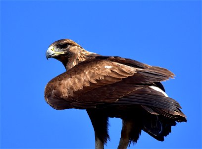 Photo: Tom Koerner/USFWS