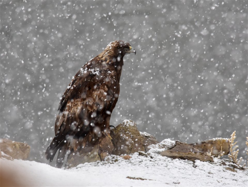 A golden eagle perched on a ledge above the Green River at Seedskadee NWR.  Its mate is incubating eggs in a nearby nest while it waits out a spring snow squall before resuming hunting.

Photo: Tom Ko