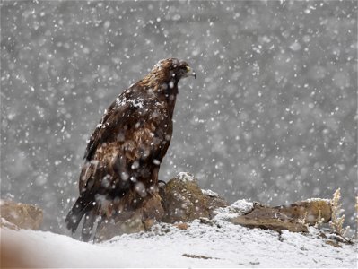 A golden eagle perched on a ledge above the Green River at Seedskadee NWR.  Its mate is incubating eggs in a nearby nest while it waits out a spring snow squall before resuming hunting.

Photo: Tom Ko
