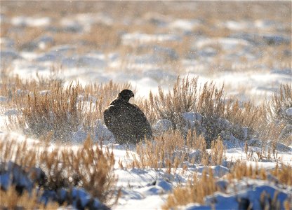 A golden eagle pauses while eating a white-tailed jackrabbit to look around. Swirling winds have stirred up the snow, making dots of color as the snow crystals reflect the sun at different angles. 

P