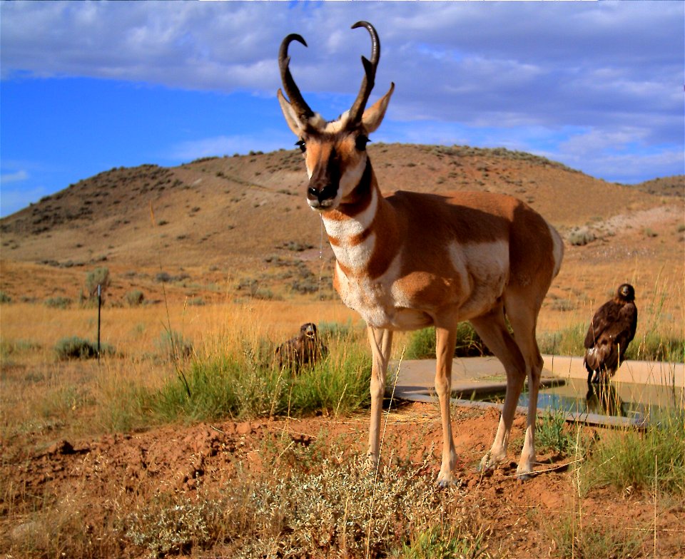 Wyoming has an unbelievable variety of world class wildlife. From grizzly bears to marmots, golden eagles to cutthroat trout, Wyoming offers something for everyone. BLM lands are vital to big game, up
