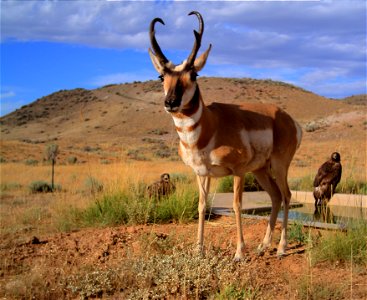 Wyoming has an unbelievable variety of world class wildlife. From grizzly bears to marmots, golden eagles to cutthroat trout, Wyoming offers something for everyone. BLM lands are vital to big game, up