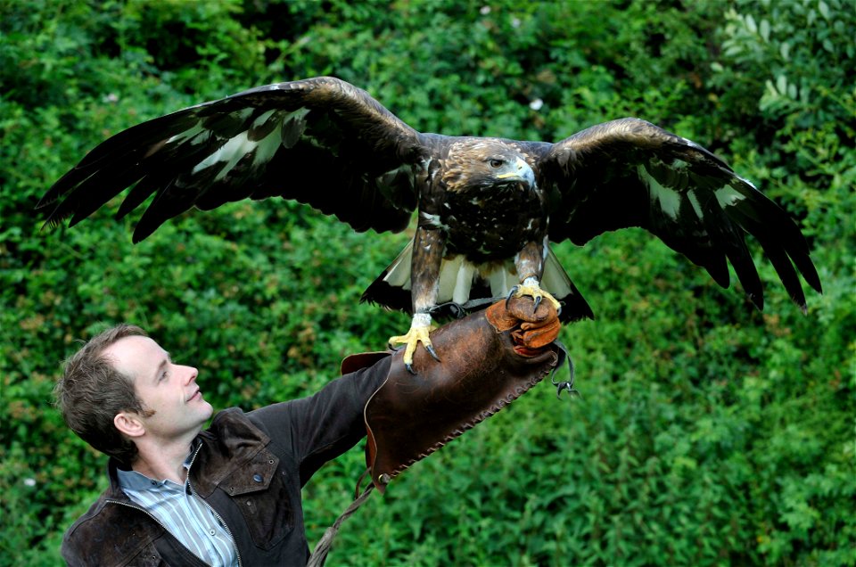 UK holiday makers have said that seeing a Golden Eagle is one of the top ten things to do on a perfect break in Scotland. Billy Boyd gets up close and personal with a Golden Eagle from Raptor World in