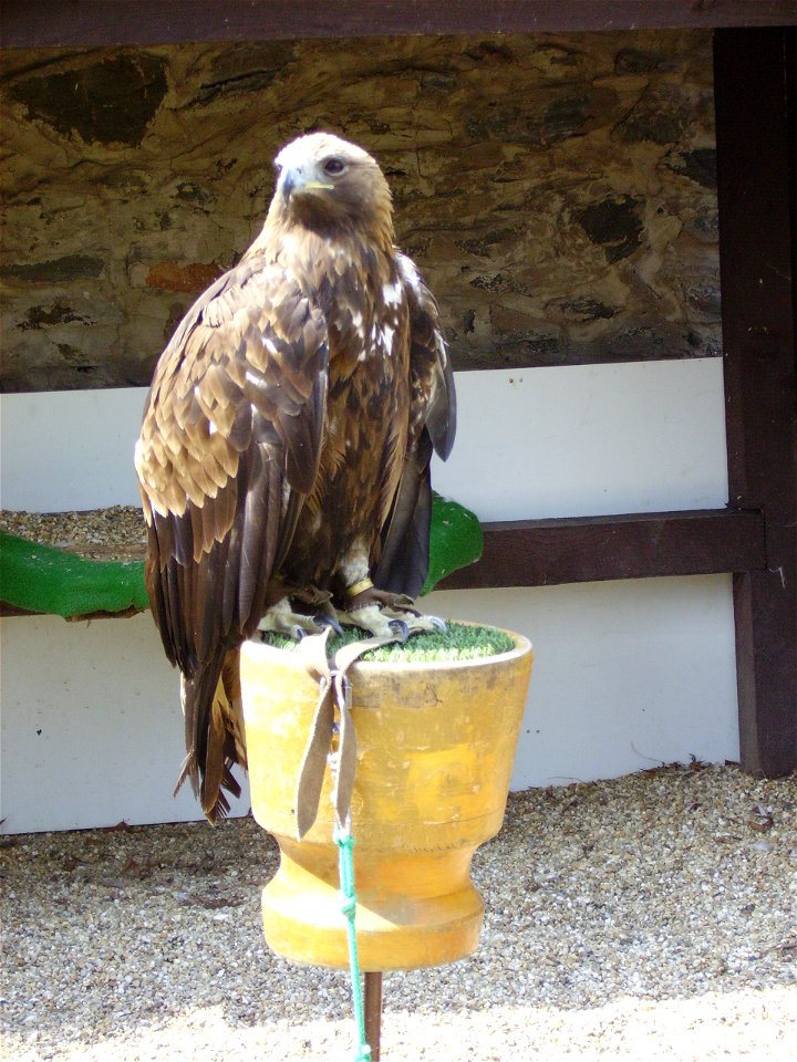 Desc.:Aquila chrysaetos;

Author: Radovan Bahna, Slovakia, April 2006