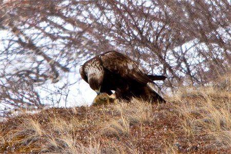 Golden Eagle Snacking photo