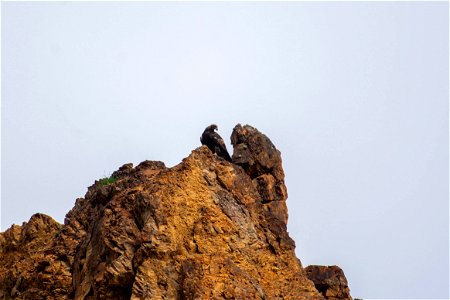 Golden Eagle photo