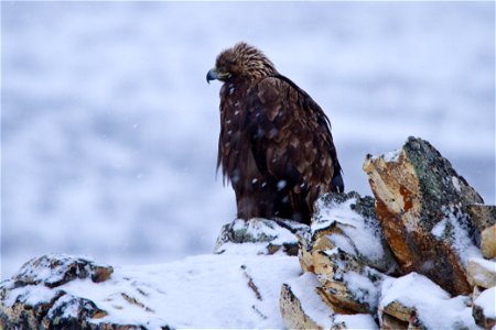 Snowy Golden Eagle