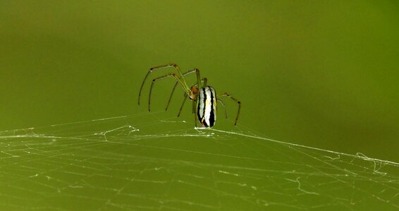Insect network colombia
