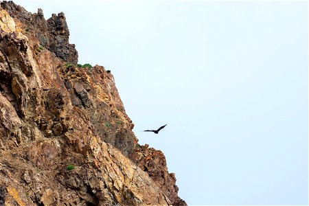 Golden Eagle in Flight photo