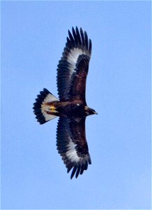 Golden Eagle (Aquila chrysaetos) in Flight - aged around first winter photo