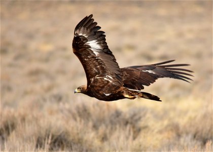 A golden eagle flies low over the sage steppe at Seedskadee National Wildlife Refuge.

Photo: Tom Koerner/USFWS