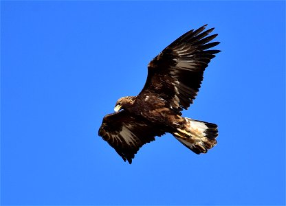 Photo: Tom Koerner/USFWS photo