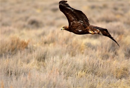 A golden eagle flies low over the sage steppe at Seedskadee National Wildlife Refuge.

Photo: Tom Koerner/USFWS