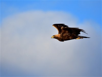 Photo: Tom Koerner/USFWS