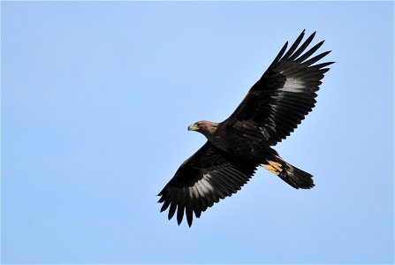 Photo: Tom Koerner/USFWS