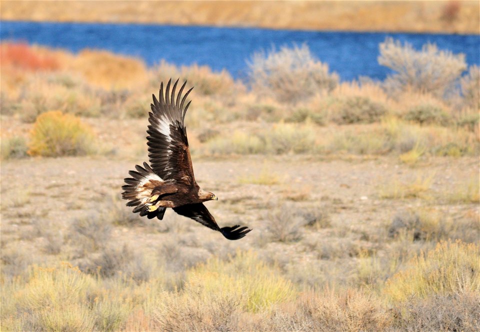 In Pursuit 
This golden eagle was pursuing a white-tailed jackrabbit along the Auto Tour Route.  The golden eagle eaglets have hatched so he (I am speculating he is a he) is now feeding himself, the f