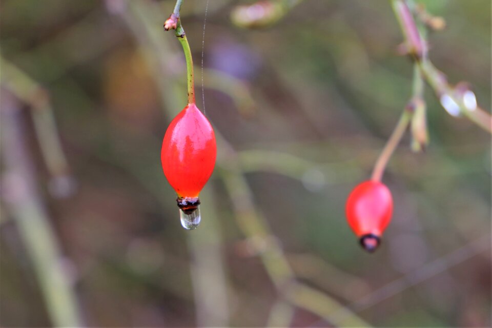 Healthy autumn water drops