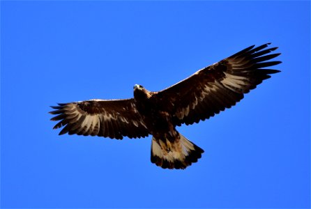 Photo: Tom Koerner/USFWS photo