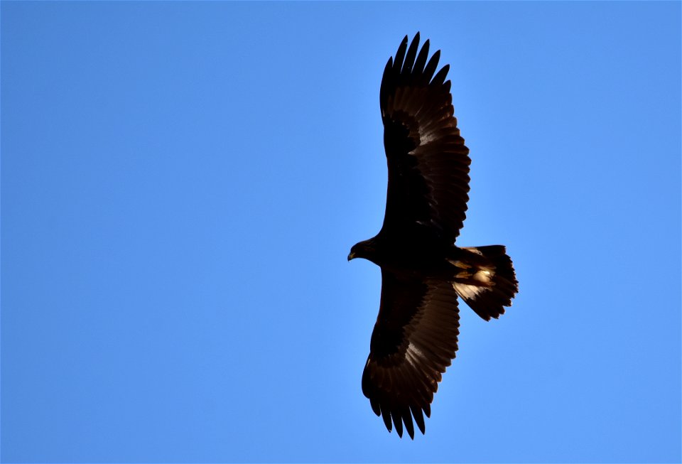 Photo: Tom Koerner/USFWS